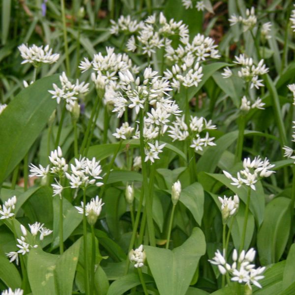 Ramsons