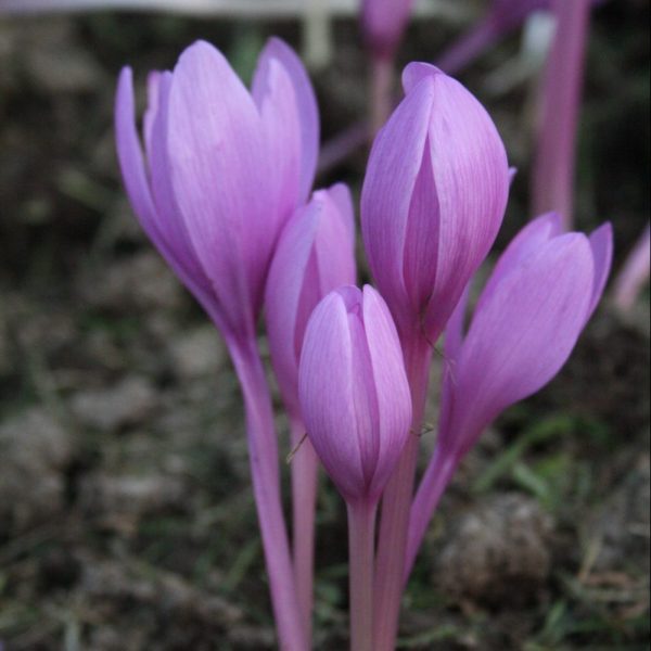Autumn-Crocus