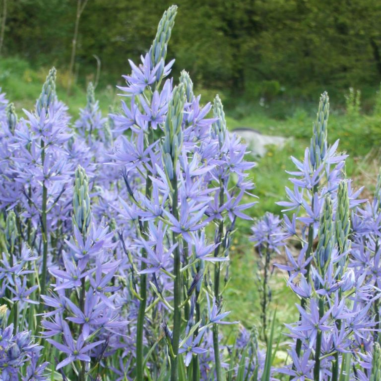 Camassia leichtlinii Caerulea Shipton Bulbs
