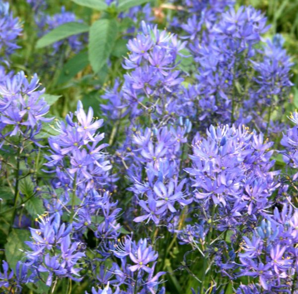 Camassia-quamash
