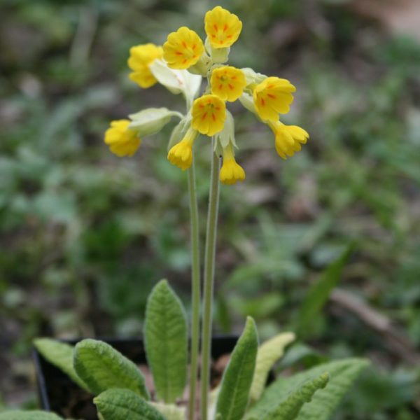 Cowslip
