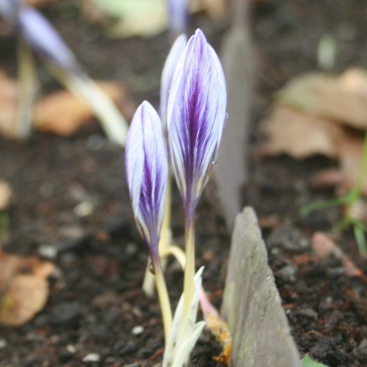 Autumn Flowering Crocus Shipton Bulbs