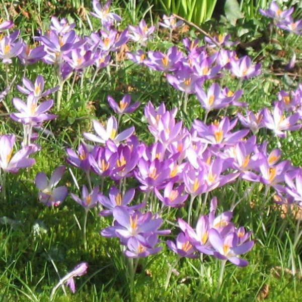 Crocus-tommasinianus