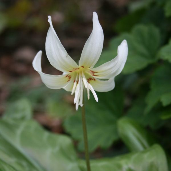 Erythronium-californicum-White-Beauty