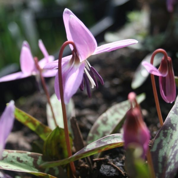 Erythronium-dens-canis
