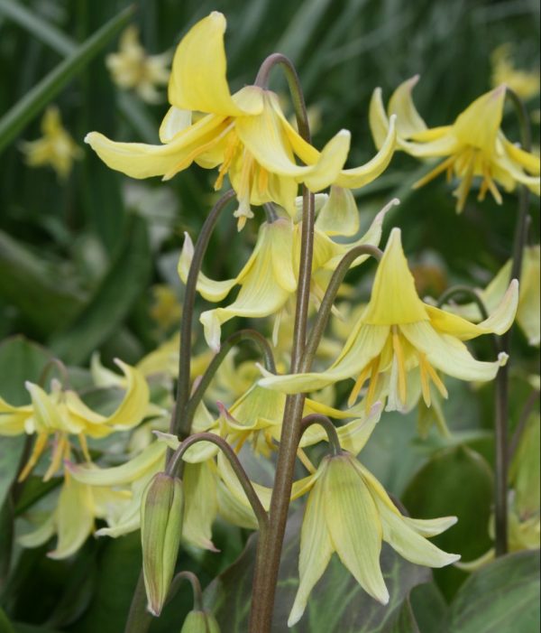 Erythronium-x-tuolumense-Pagoda