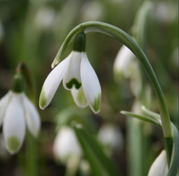 Galanthus-nivalis-viridapicis