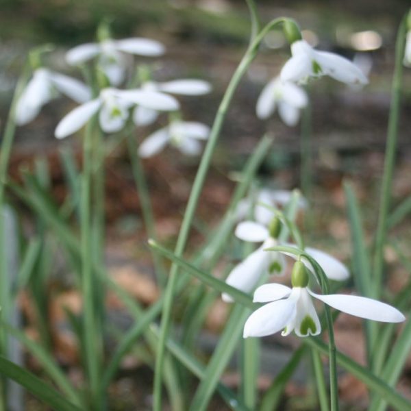 Galanthus-plicatus-x