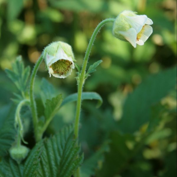 Water-Avens-(White)