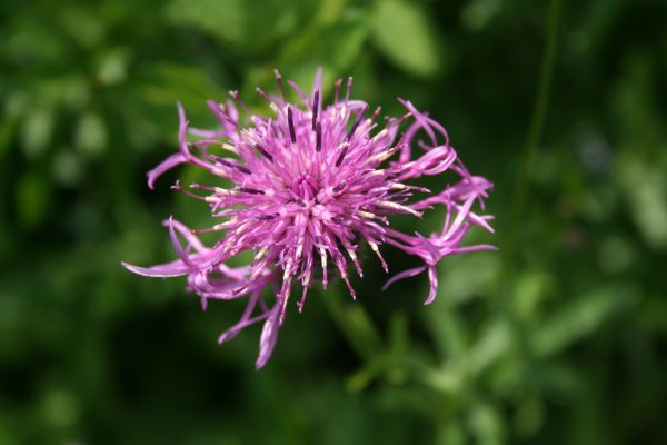 Greater-Knapweed