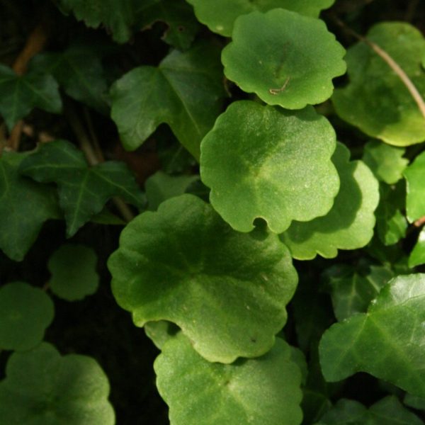 Pennywort