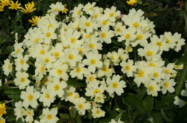 Primrose
