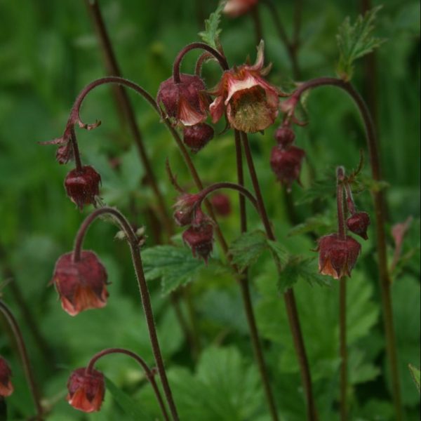 Water-Avens