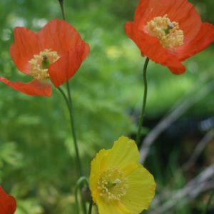 Welsh-Poppy