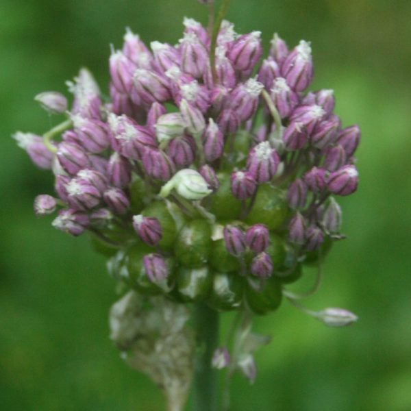 Wild-Leek
