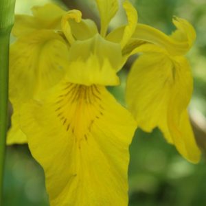 Yellow-Flag-Iris
