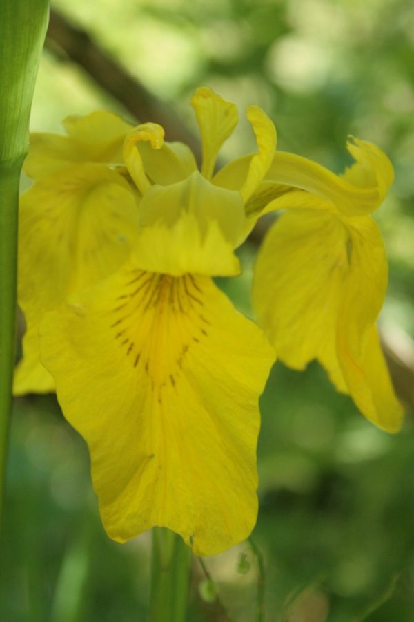 Yellow-Flag-Iris