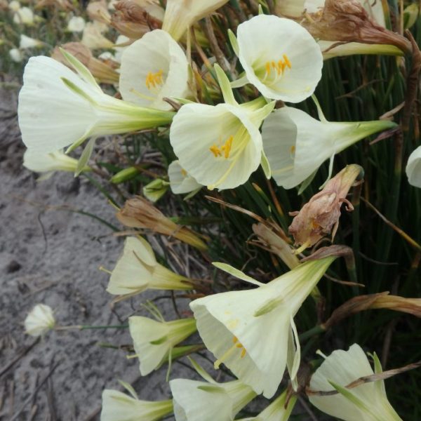 Narcissus-Mary-Poppins