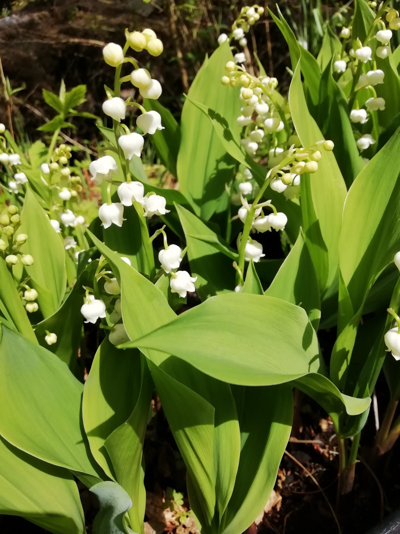 Lily of the Valley (White) 