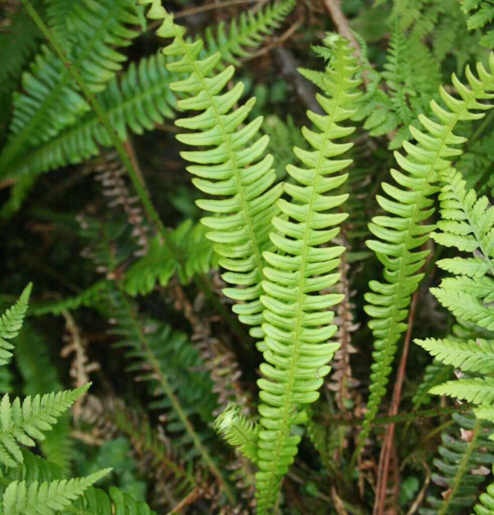 Hard Fern Blechnum spicant Shipton Bulbs