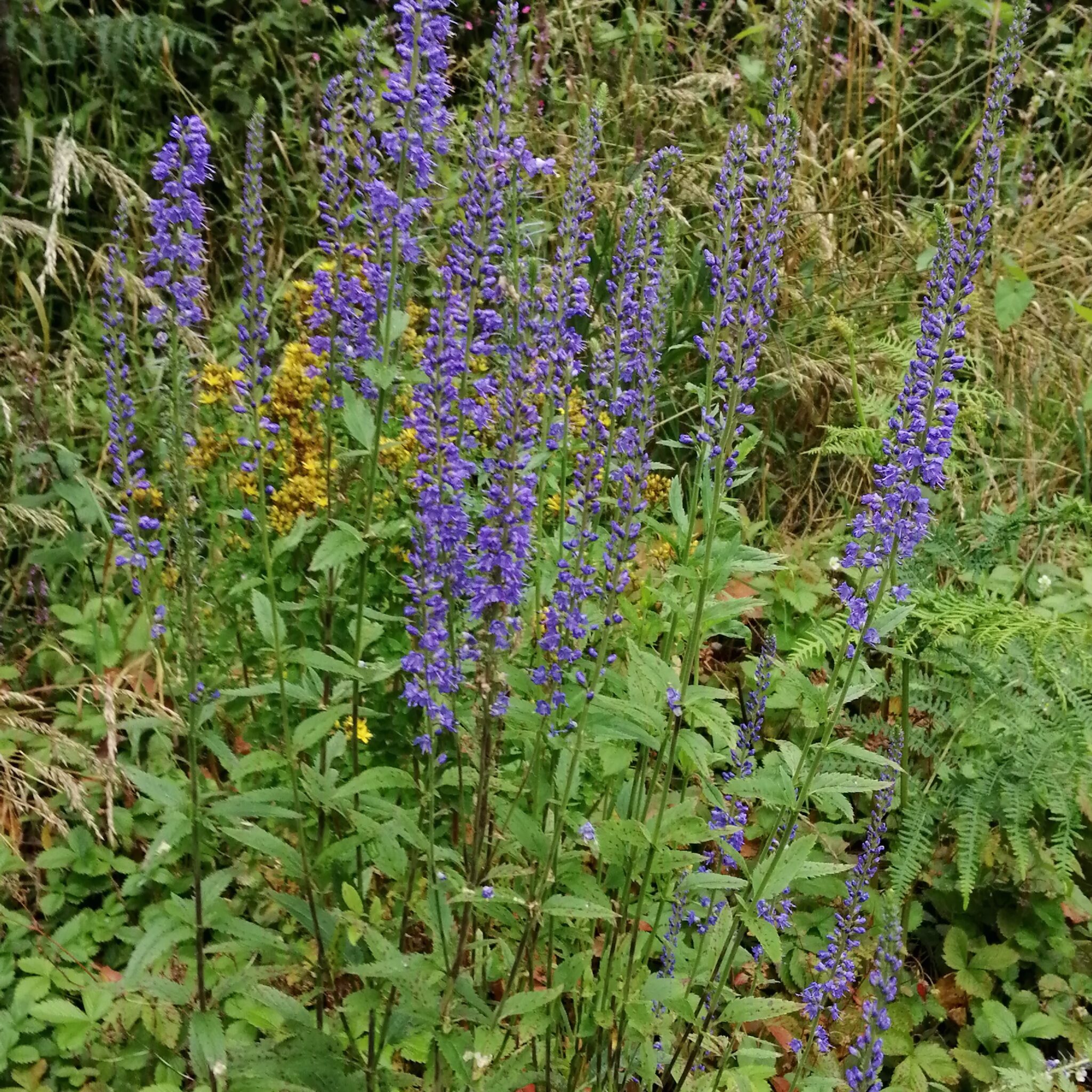 Spiked Speedwell Veronica spicata Shipton Bulbs