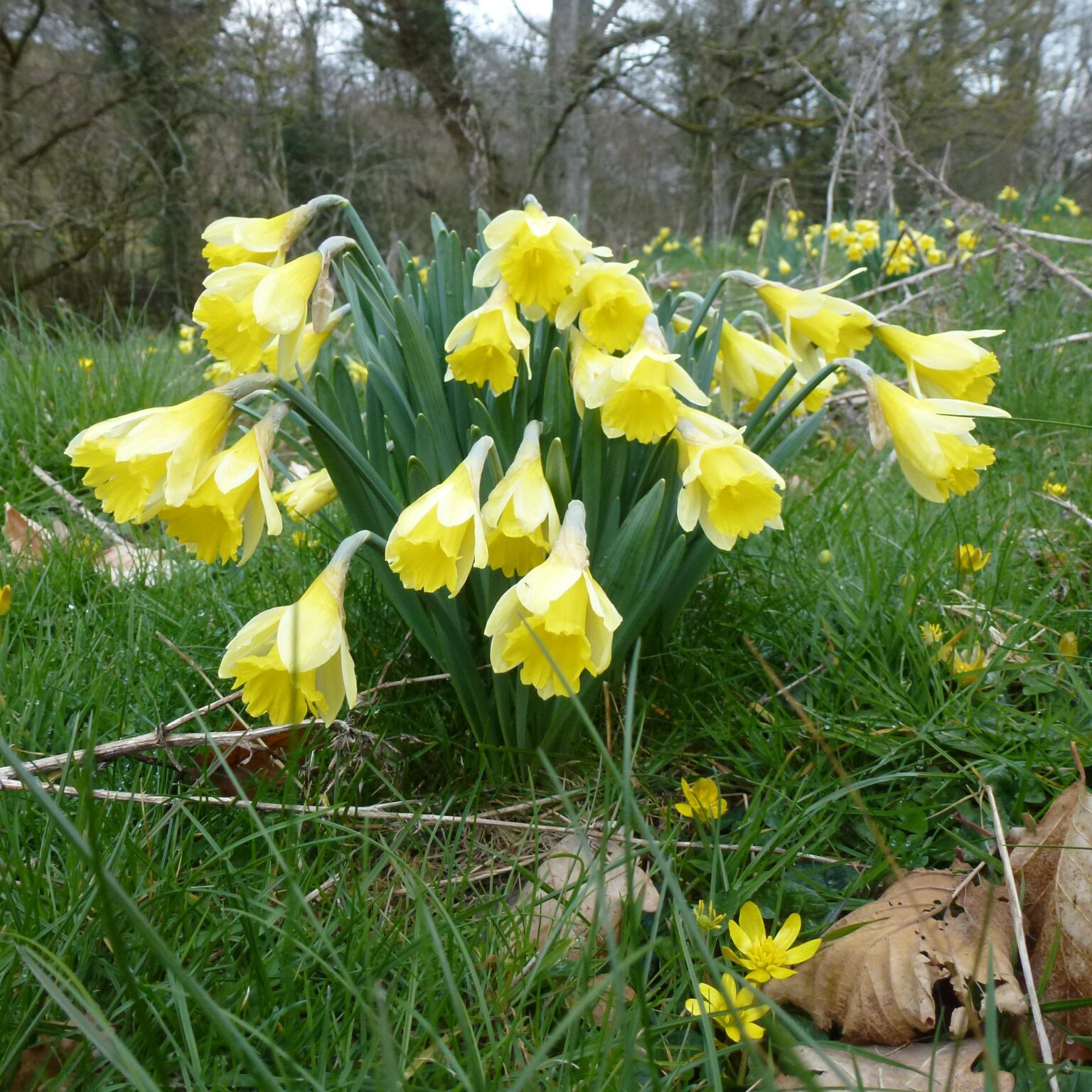 Wild Daffodil Narcissus pseudonarcissus Shipton Bulbs